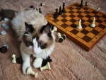 Un gato jugando con las fichas del ajedrez