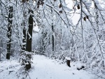 Blanca nieve cubriendo el bosque