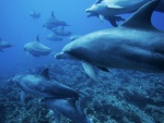 Delfines nadando libres en el océano