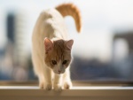 Un gato de pelo corto sobre una ventana