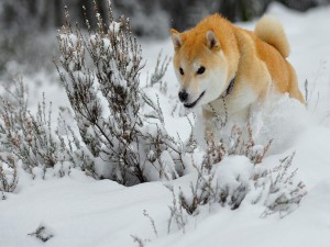 Postal: Un bonito perro corriendo en la nieve