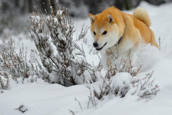 Un bonito perro corriendo en la nieve