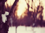 Nieve sobre el árbol
