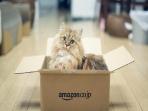 Un precioso gato dentro de una caja de amazon