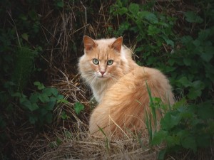 Postal: La mirada de un precioso gato