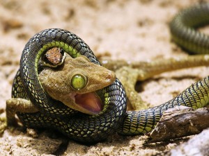 Postal: Serpiente comiéndose a un lagarto