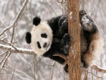 Oso panda sobre un árbol con nieve