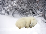 Un pequeño osos polar dormido sobre la nieve