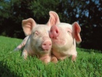 Dos simpáticos cerdos sobre la hierba