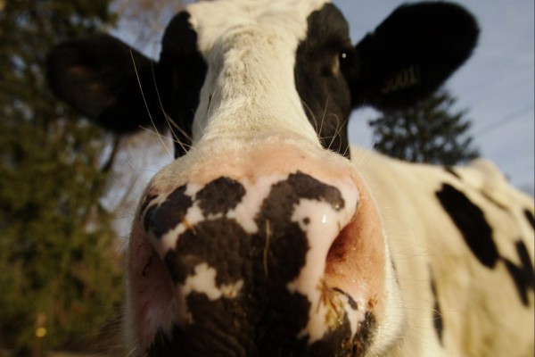 Vaca lechera mostrando su nariz