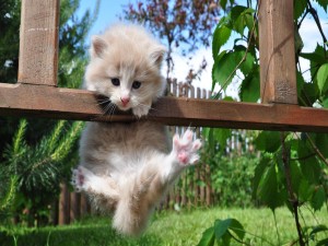 Gatito acrobático