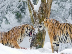 Dos tigres enfrentados en la nieve