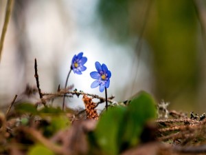 Dos hermosas flores azules