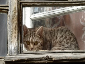 Postal: Un gato tras la ventana