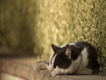 Gato dormido junto a una planta