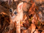 Gatito sobre hojas otoñales