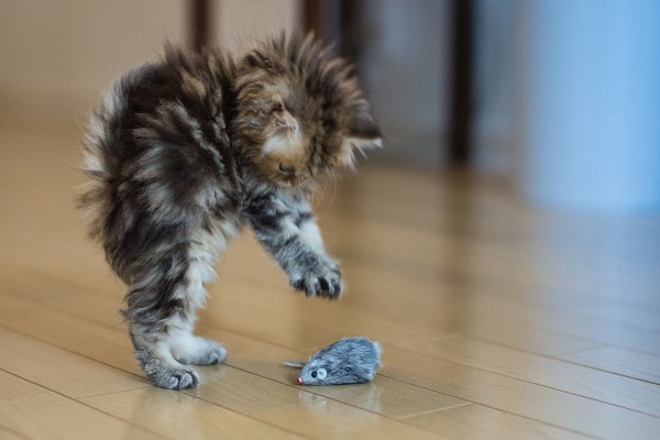 Gatito jugando con un ratón