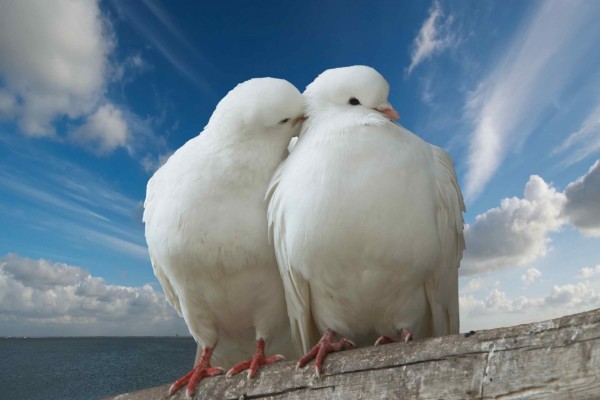 Dos palomas blancas