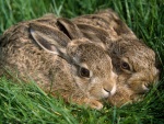 Dos conejos agazapados en la hierba