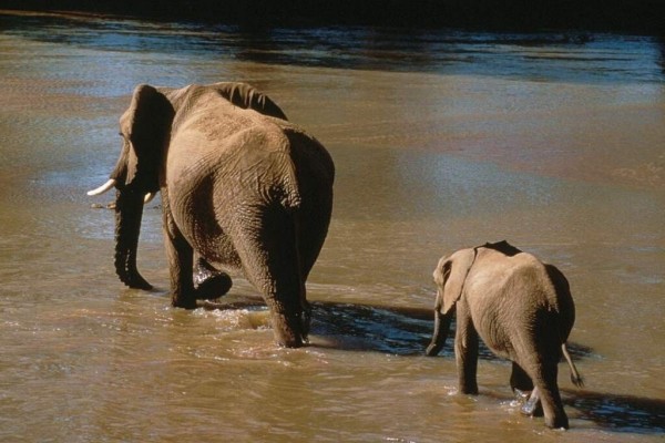 Un pequeño elefante siguiendo a mamá