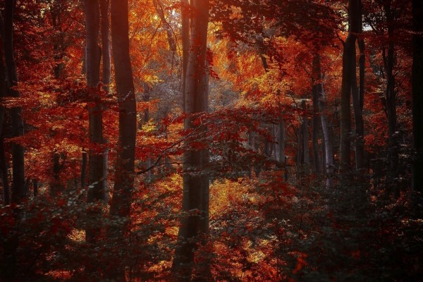 Sombras del otoño en el bosque