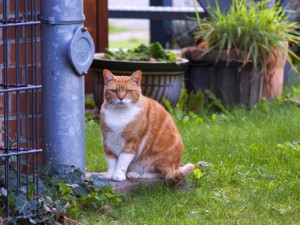 Postal: Un gato en el jardín