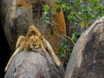 León dormido sobre la roca