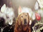 Perro entre globos de agua