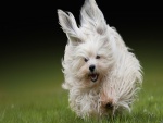 Un perro corriendo sobre la hierba
