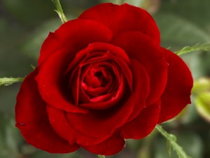 Una rosa roja con hermosos pétalos