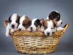 Cachorros en una cesta