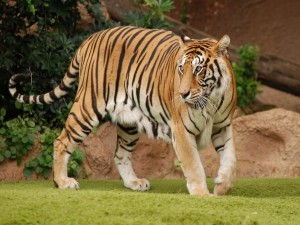 Postal: Hermoso tigre sobre la hierba