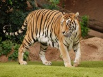 Hermoso tigre sobre la hierba