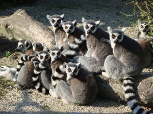 Postal: Grupo de lémures