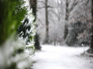 Postal: Nevando en el bosque