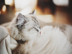 Postal: Un gato blanco dormido