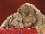 Perros durmiendo juntos