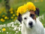 Un perro con flores amarillas sobre la cabeza