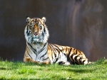 Un joven tigre sobre la hierba