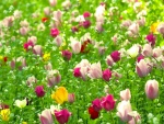 Maravilloso campo con tulipanes de colores