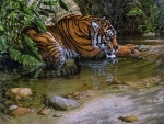 Tigre junto al agua
