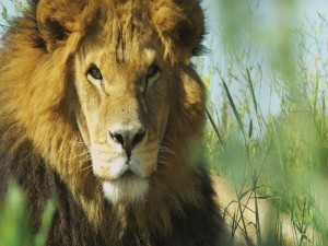 Postal: La cara de un gran león