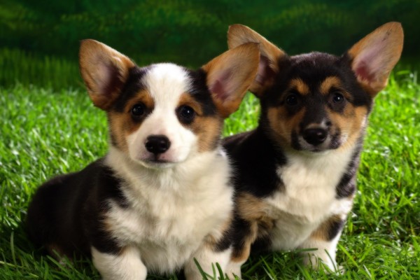 Dos perritos sobre la hierba