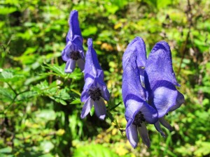 Postal: Hermosas flores azuladas