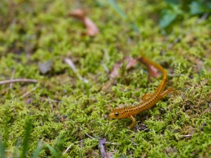Postal: Una salamandra sobre la hierba