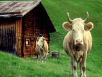 Dos vacas junto a una cabaña