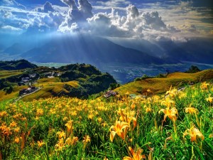 Hermoso paisaje cubierto de liliums amarillos