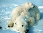Cachorro de oso polar sobre su madre