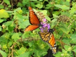 Dos mariposas de diferente especie posadas sobre las mismas flores