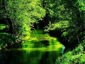 Río verde con el reflejo de los árboles